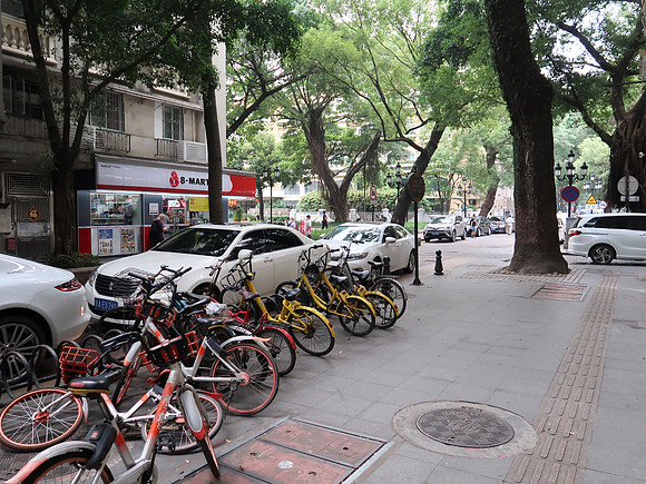 IMG_8611-tree-lined-streets