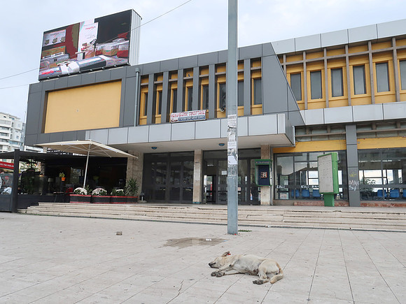 IMG_3716-dog-at-train-station