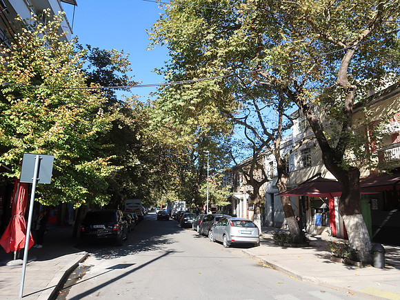 IMG_3783-tree-lined-street