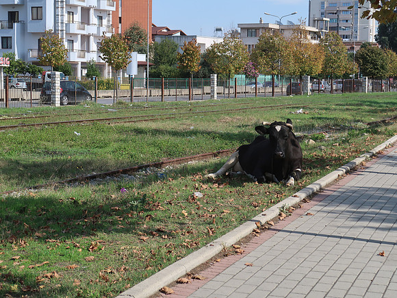 IMG_3747-urban-cow