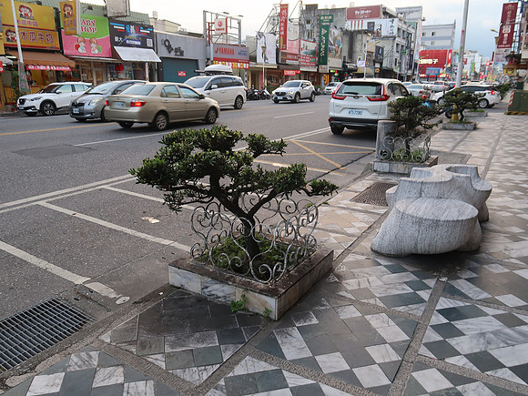 IMG_8870-bonsai-trees
