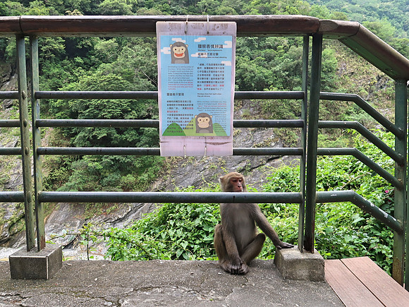 IMG_8953-beware-of-monkeys
