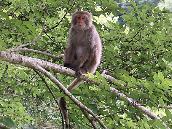 IMG_8955-formosan-macaque