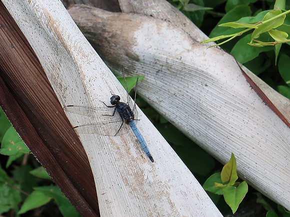 IMG_8957-dragonfly