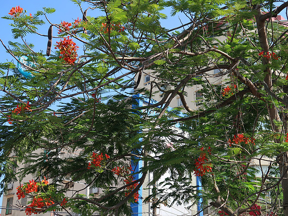 IMG_9192-red-flowers