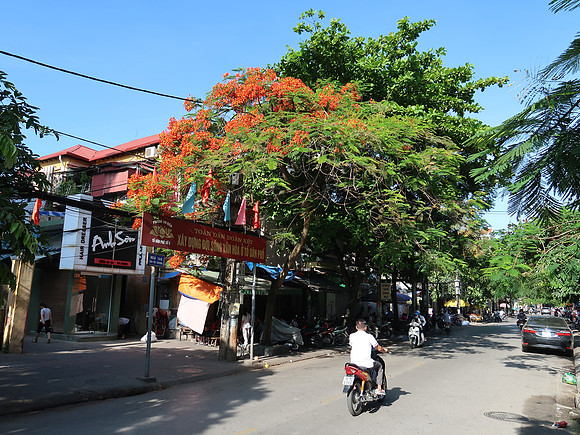 IMG_9225-red-flowers