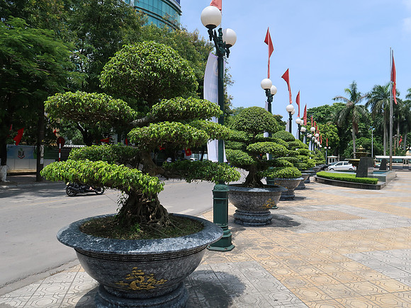 IMG_9318-trimmed-trees