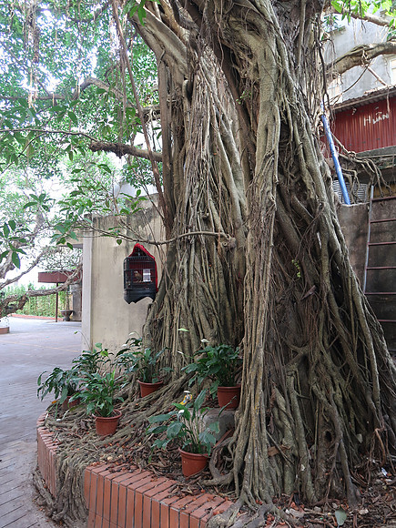 IMG_9405-tree-roots