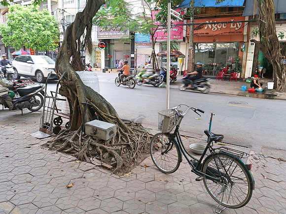 IMG_9406-gnarly-tree