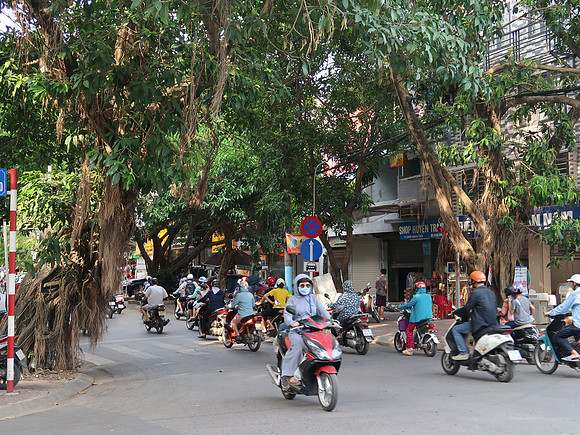 IMG_9410-street-trees