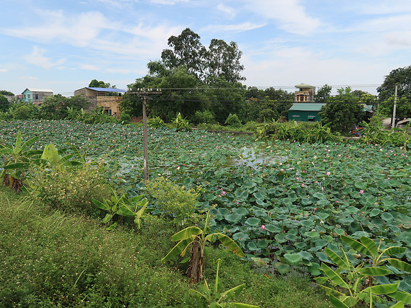 IMG_9498-lotus-garden