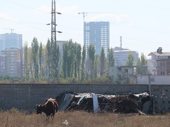 IMG_3570-urban-cow