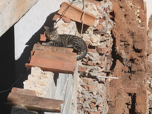 IMG_3857-cat-on-wall