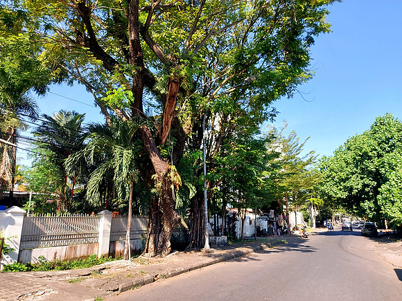 20240513_083923-street-trees