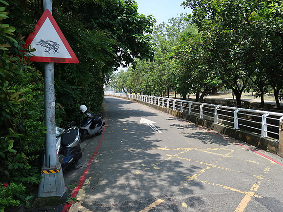 IMG_0077-toad-crossing