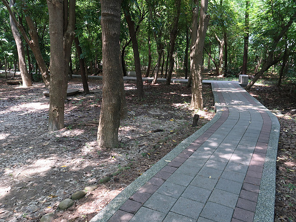 IMG_0079-botanical-garden-trees