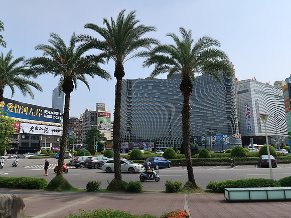 IMG_9971-palm-trees