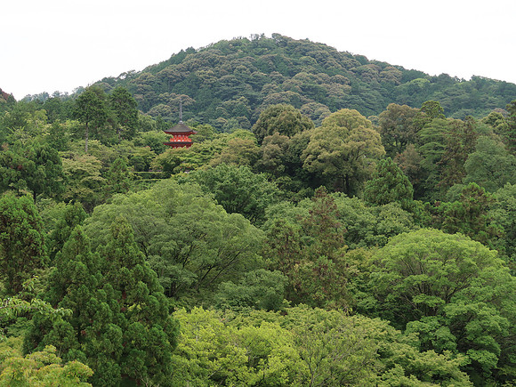 IMG_0464 -kiyomizu-dera-forest