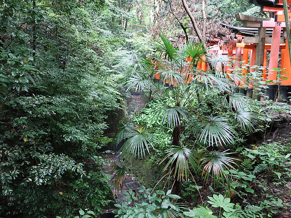 IMG_0560-fushimi-inari-shrine-nature