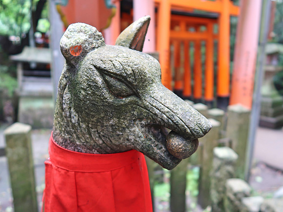 IMG_0565-stone-fox