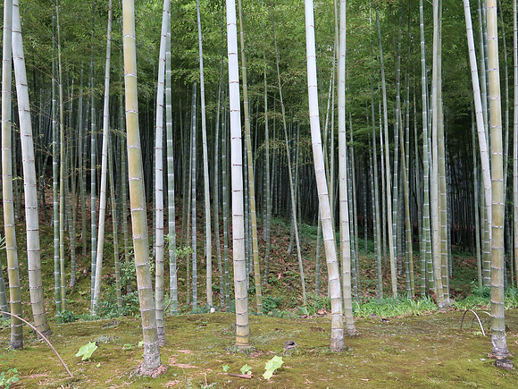 IMG_0681-bamboo-forest