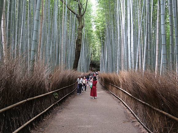 IMG_0684-bamboo-forest-walk