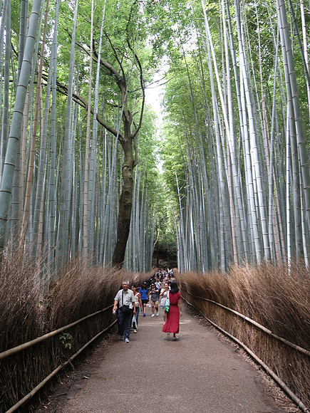 IMG_0685-bamboo-forest-crowd