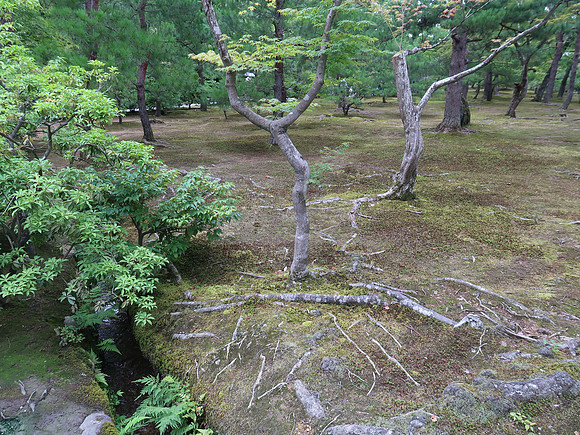 IMG_0711-kinkaku-ji-temple-gardens