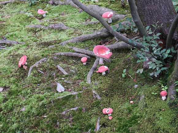 IMG_0713-pink-mushrooms