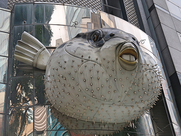 IMG_0935-puffer-fish