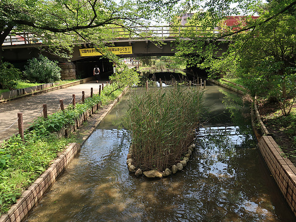 IMG_1025-oyokogawa-shinsui-koen-park-grass