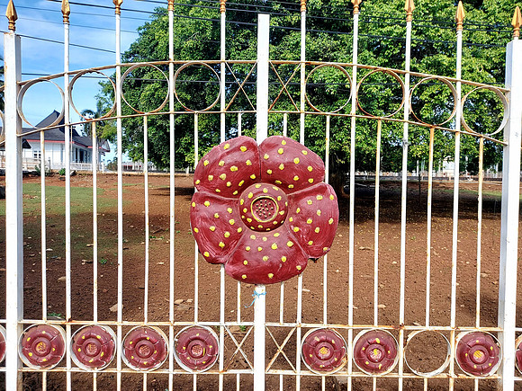 20240425_083449-rafflesia