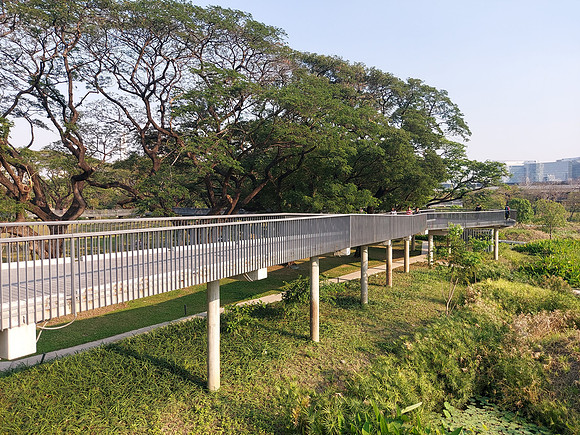 20230301_163755-old-tree-skywalk