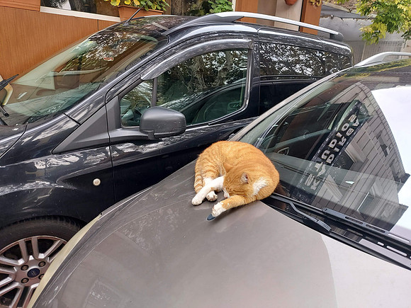 20211101_160245-cat-on-car