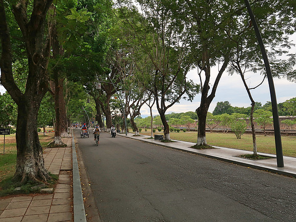 IMG_1538-tree-lined-streets