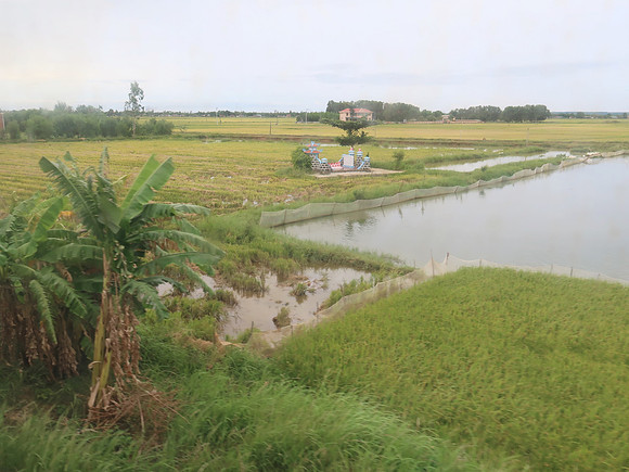 IMG_1739-rice-field-grave