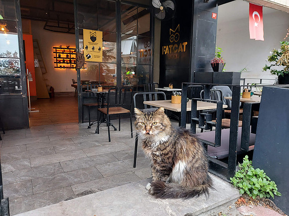 20211107_120923-fatcat-moda