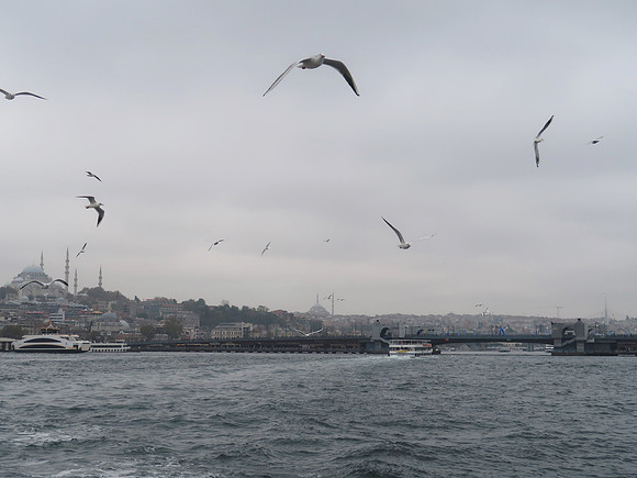 IMG_4417-seagulls