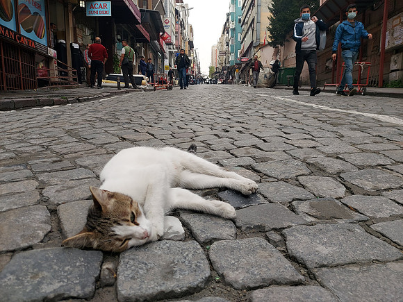 20211101_155219-cat-on-street