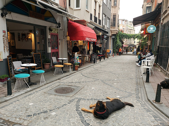 20211102_105412-dog-balat