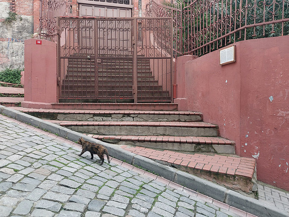 20211102_110036-balat-cat