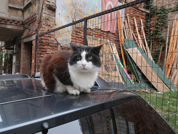 IMG_4070-cat-on-car