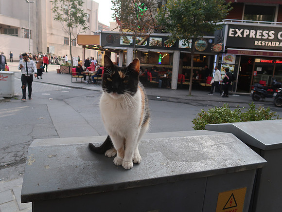 IMG_4096-cat-express