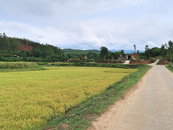 IMG_1938-ricefields