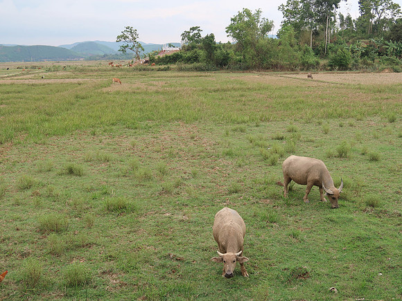 IMG_1941-buffalo