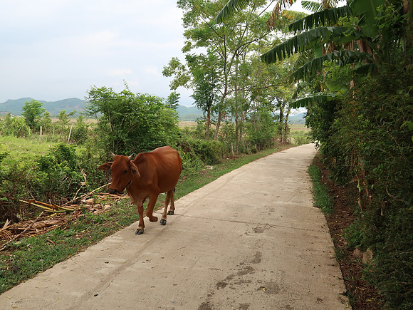 IMG_1944-wandering-cow
