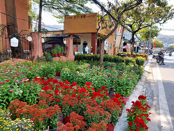 20240202_135245-tet-flowers
