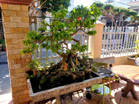 20240203_121414-minh-vy-tree