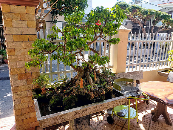 20240203_121414-minh-vy-tree