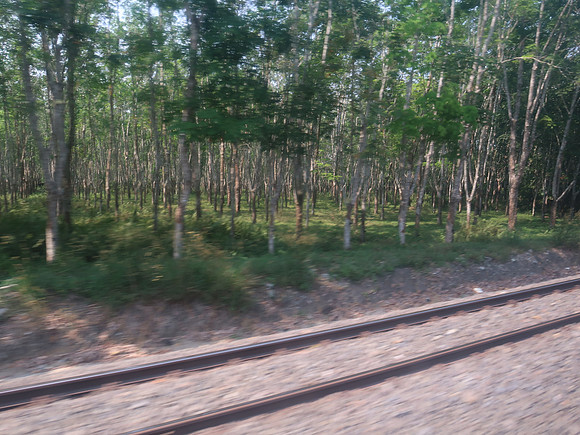 IMG_3100-rubber-plantation